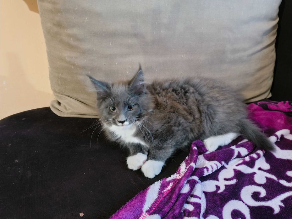Котенца  Мейн кун