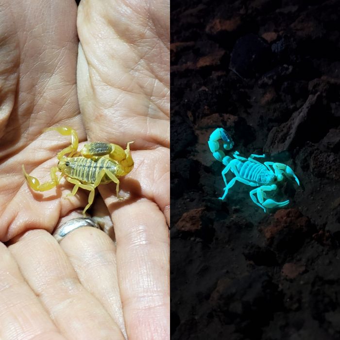 Дезинфексия Скарпион чайон змей Дизинфекция Дезинфексия