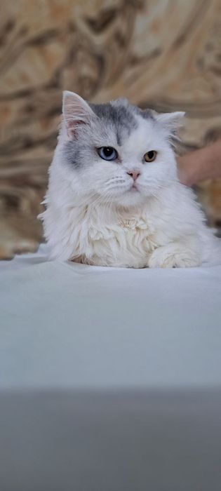 Продам шотландцев кошка и коты