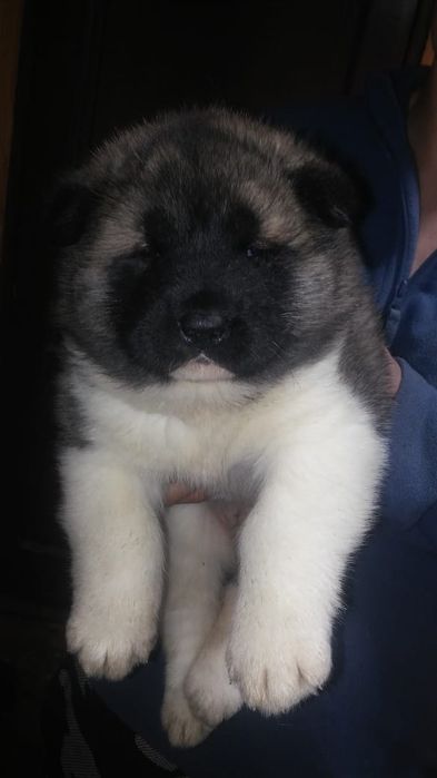 Щенки американской акиты.