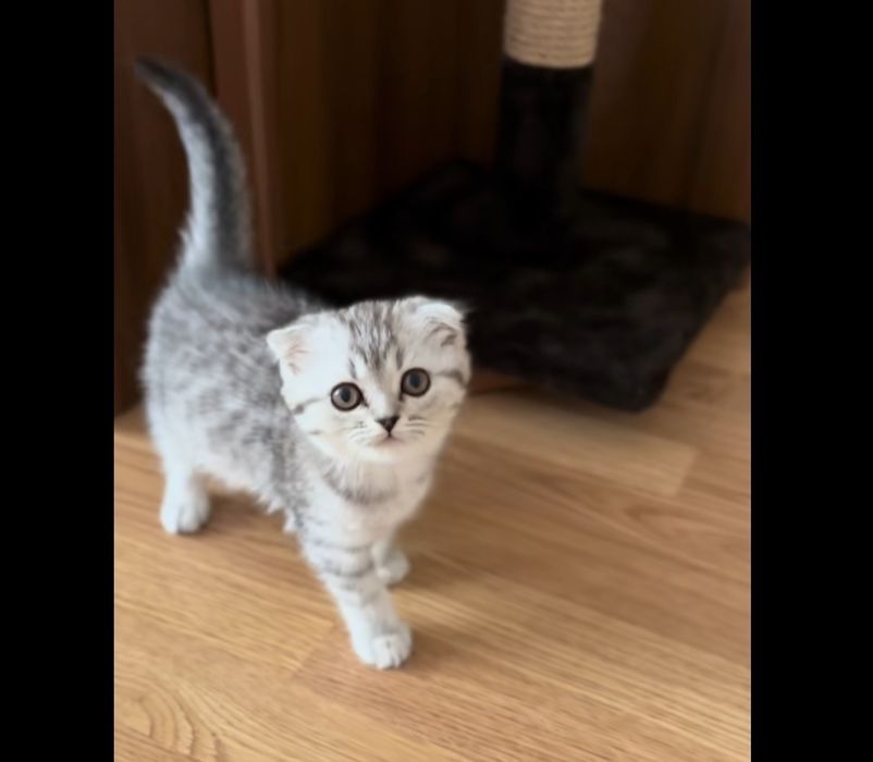 Шотландская вислоухая