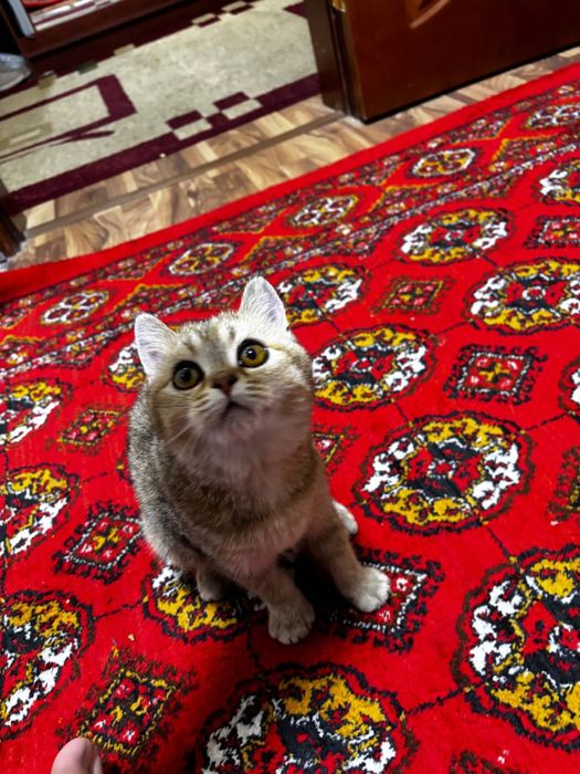 Продаю кошку золотая щилшила