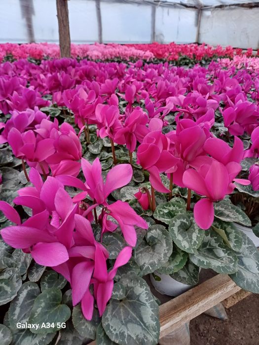 Flori cyclamen zambila cineraria