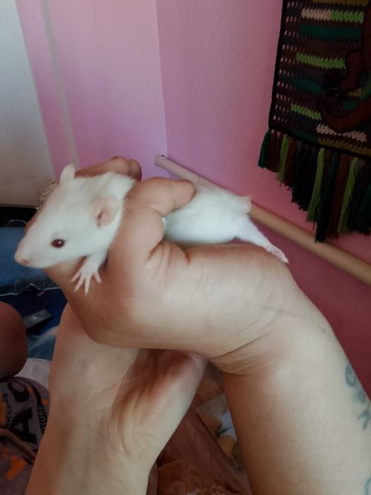 Продам крысят 4 недели