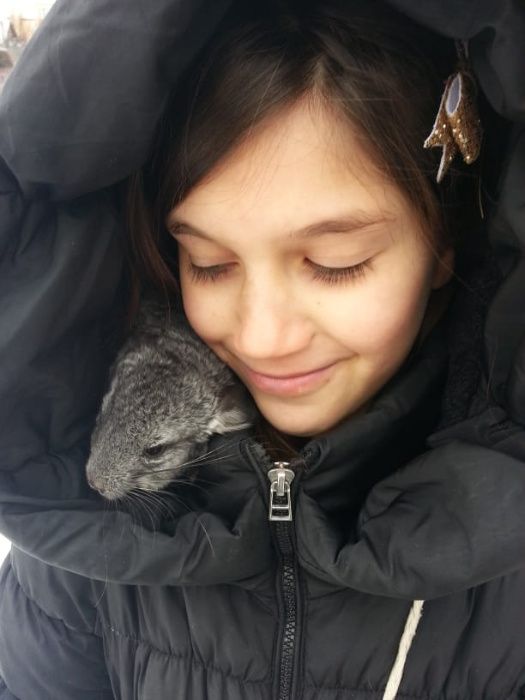 Chinchila,chinchilla,sinsila gri