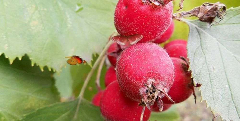 Плоды боярышника. Боярышник Арнольда Crataegus arnoldiana. Боярышник крупноплодный «Арнольда». Боярышник крупноплодный Crataegus aestivalis. Боярышник крупноплодный Людмила.