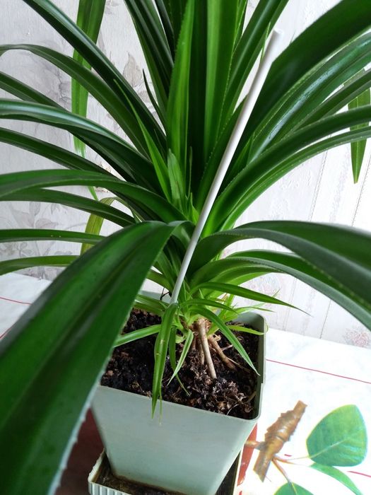 Срочно продам комн цветок " Пандаус"