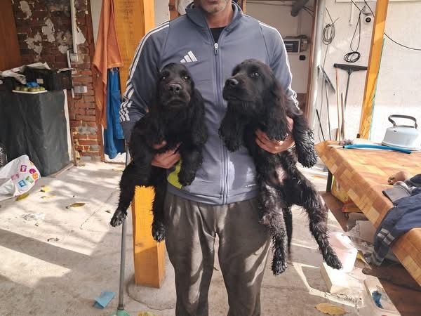 Английски кокер шпаньол