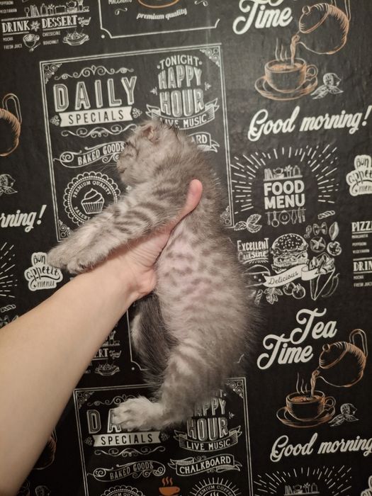 Скотиш фолд вислоухая девочка. Торга нет Возможен обмен