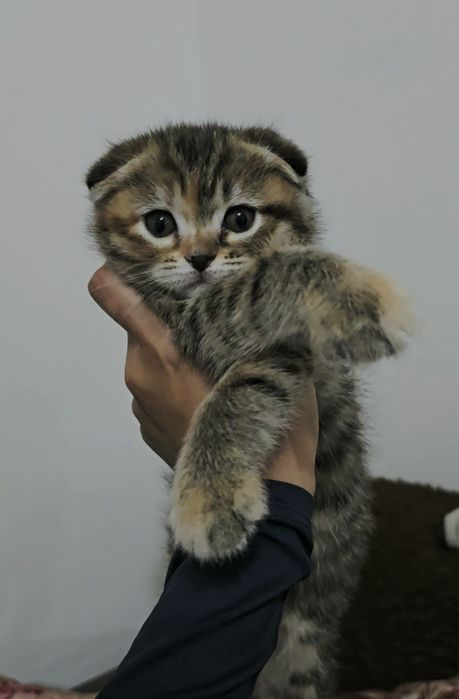 Продам в добрые руки !