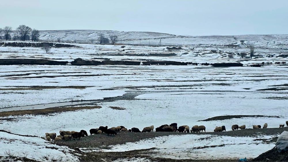 Продается откорм