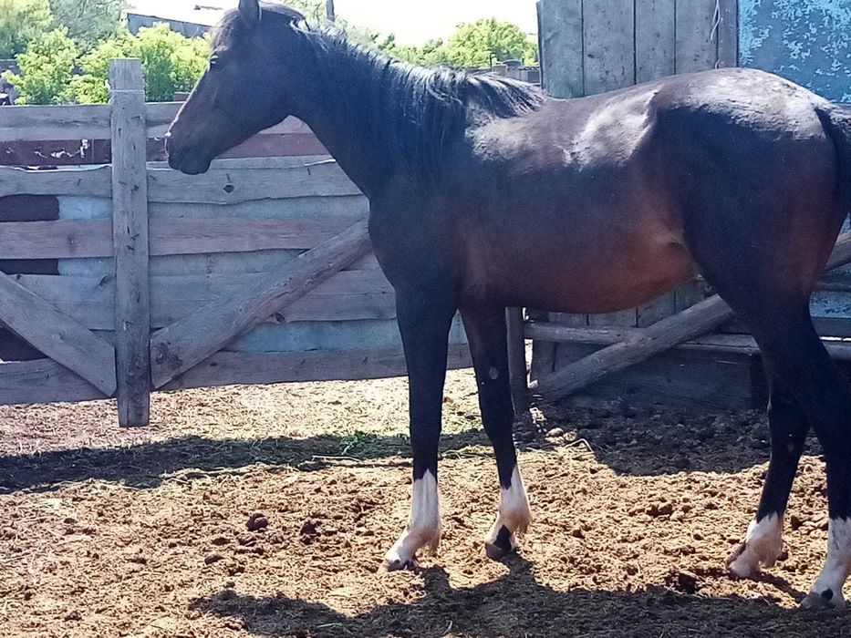 Жеребец крупный 2 года