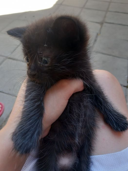 А дам котят в хорошие руки