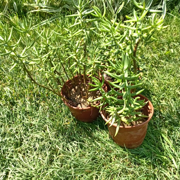 Крассула тетрагона (Crassula tetragona) — 20 см