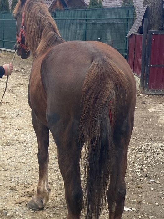 Iapă bună de vânzare