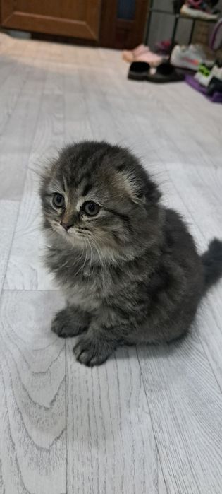 Котята породистые шотландские