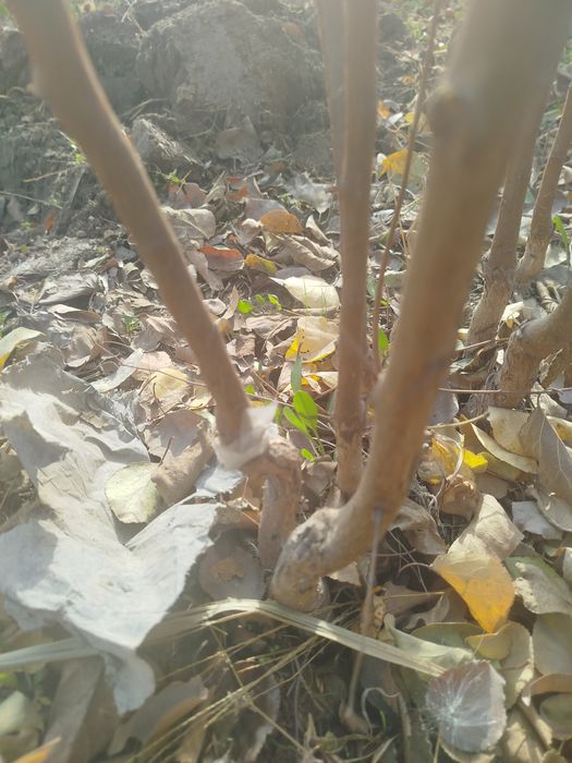 Нихол кучатлари сотилади пайванди