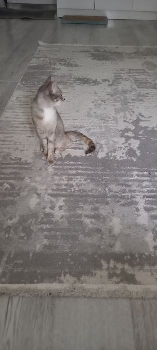 Кошка  молодая мышеловкаа