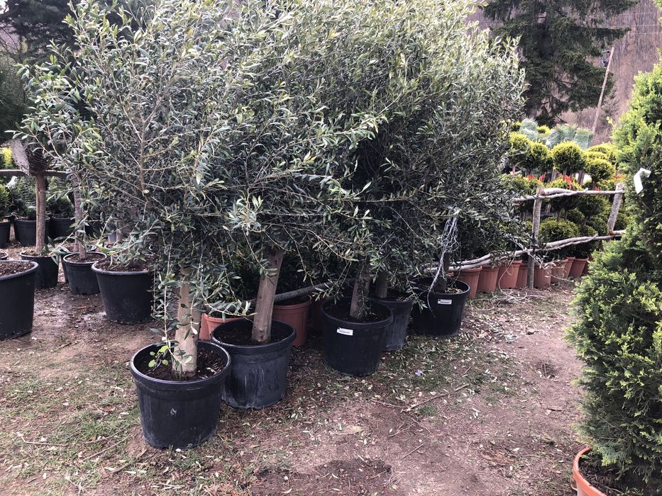 Maslini / Artar Japonez/ Bonsai