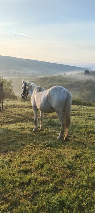 De vânzare toți 3 cai