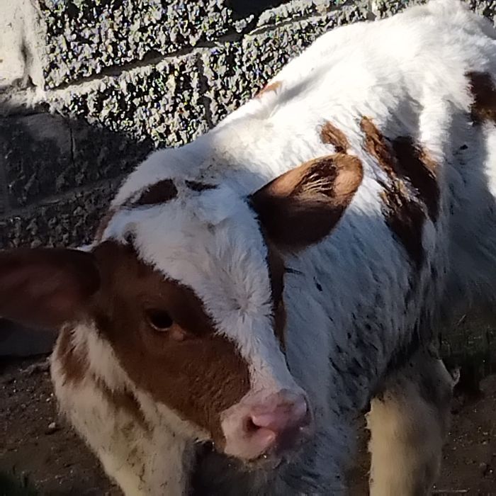 Vând vitea bălțată