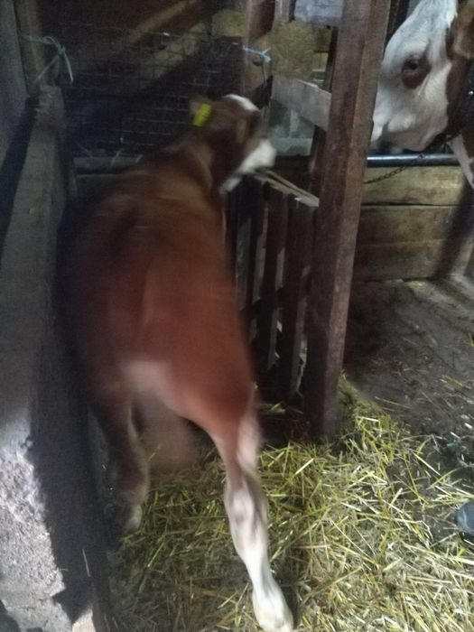 Vitea baltata romaneasca fără coarne