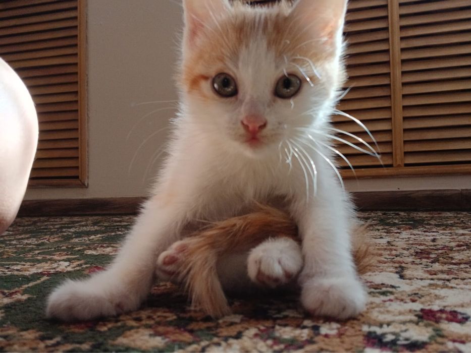 Котенок-рыжие котята