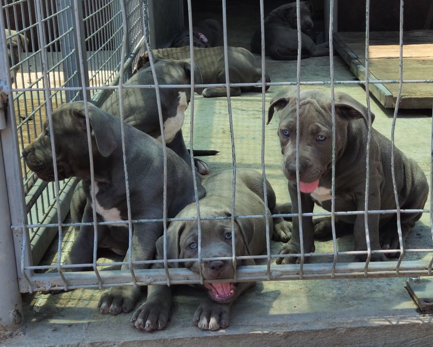 ТОП Американско були хл American bully xl ABKC