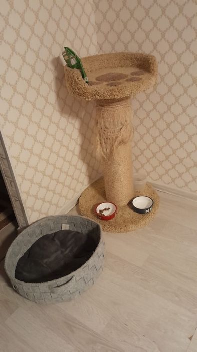 Отдам кошку в хорошие руки