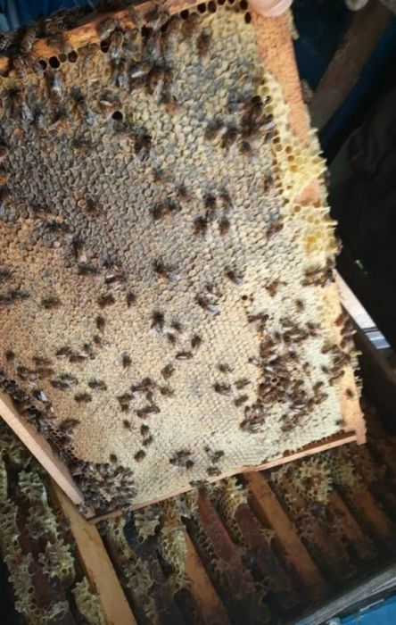 Мёд, пыльца прополис