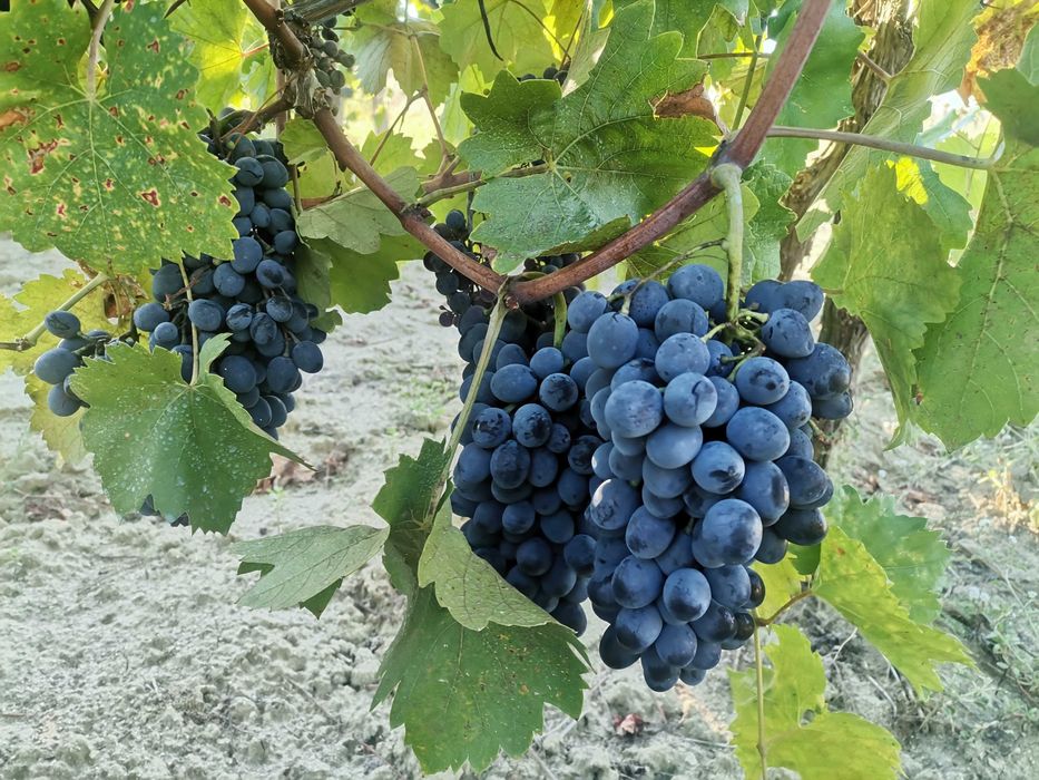 Продавам грозде Сензо
