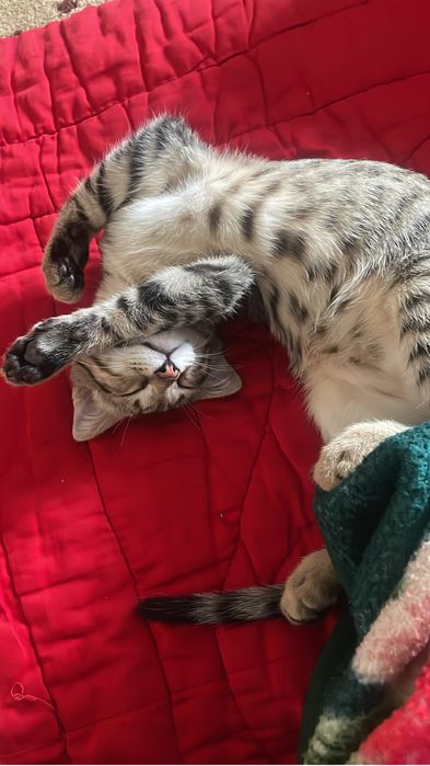 Шотланскиййй кошка алатындар барма