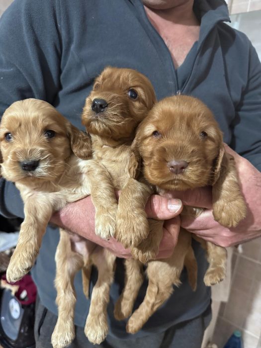 Cocker Spaniel auriu - Rasa Pura