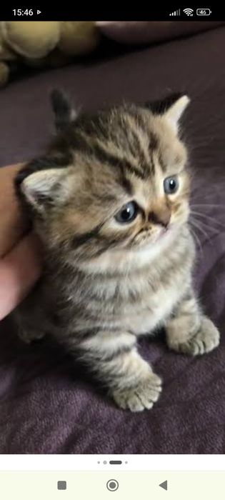 Скотиш страй  1 месяц 2 недели.