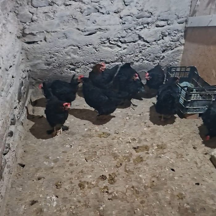 Gaini Marans negru și negru aramiu