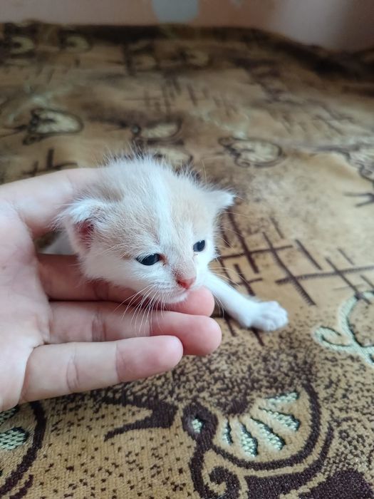 Ласковые котята ищут дом