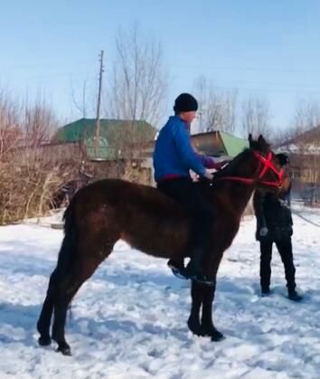 Жылкы тай кунан обмеен