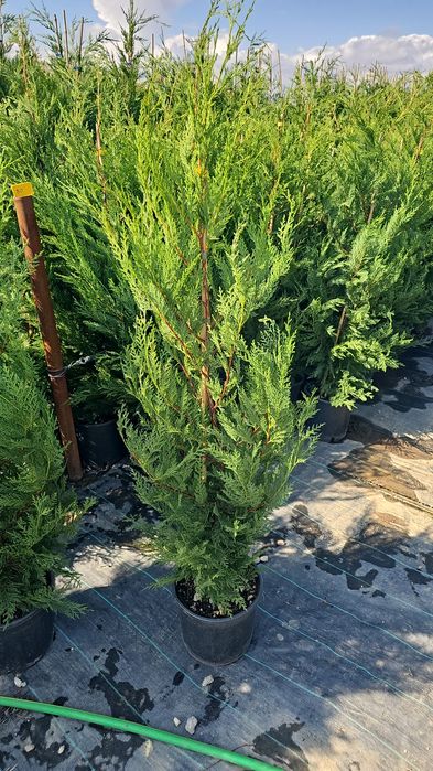 Cupressocyparis leylandii  - Photinia red robin  -