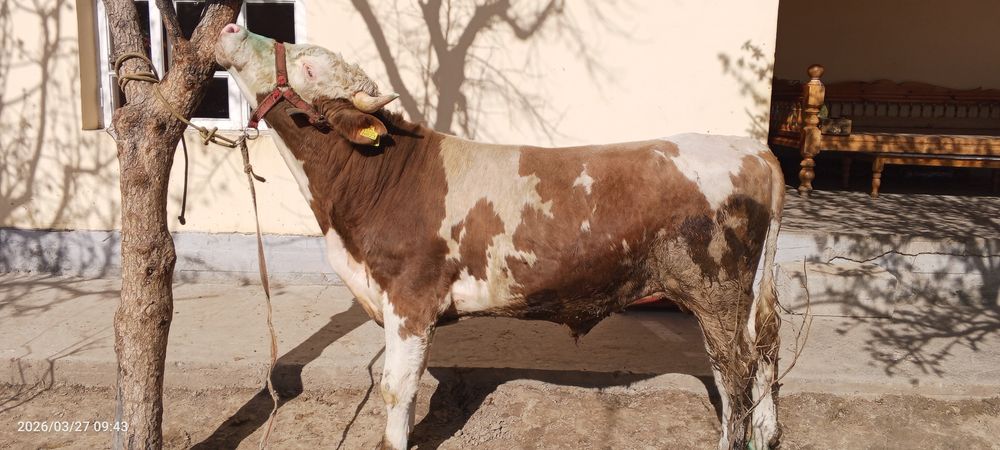 Smental hoʻkiz sotiladi