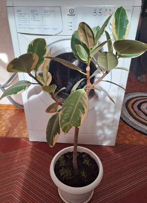 Продам комнатные цветы разные