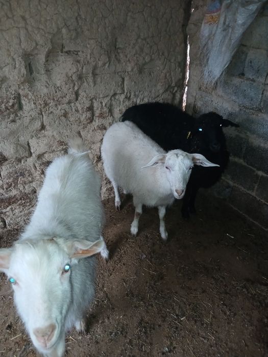 Теке ешкі сатылады , орыс ешкі