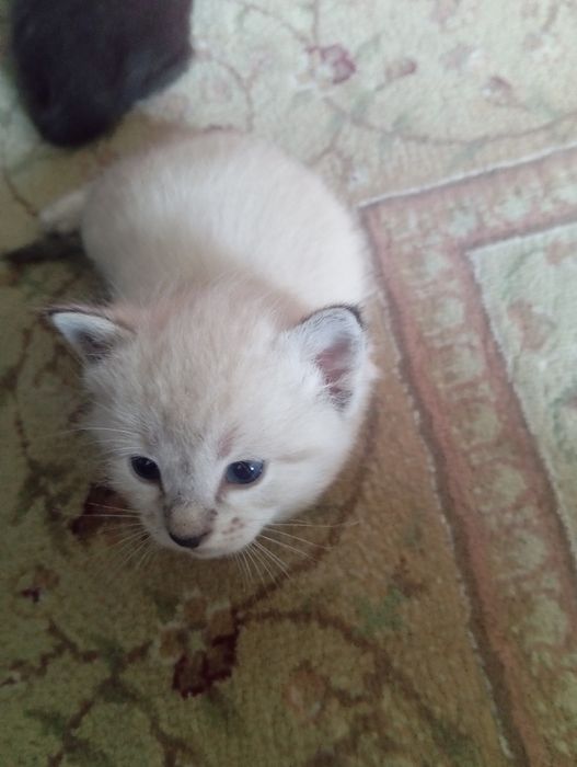 Котята красивые.