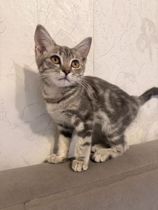 Мальчик котенок трех месяцев