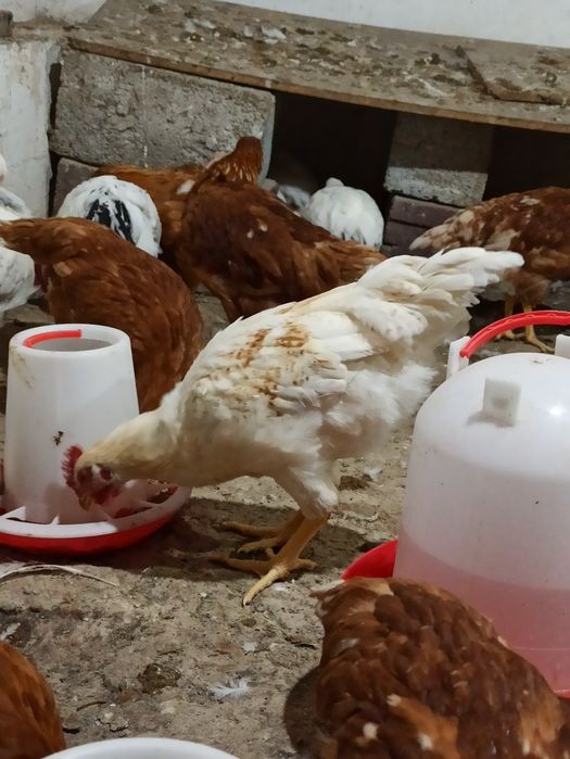 Продам молодых петухов