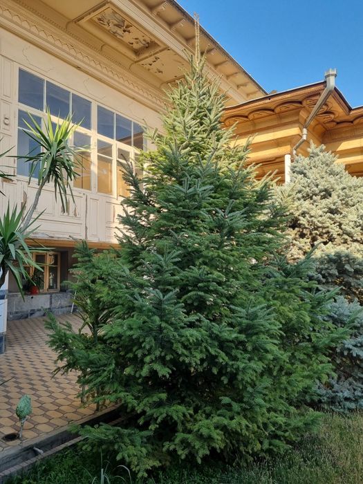 Galuboy yel Pixta,Голубой ёл Пихта