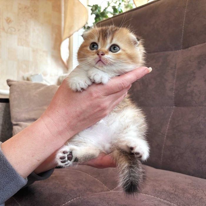 Продается котенок scotish fold (мальчик)