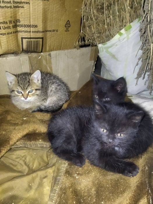 Отдам в хорошие руки котят
