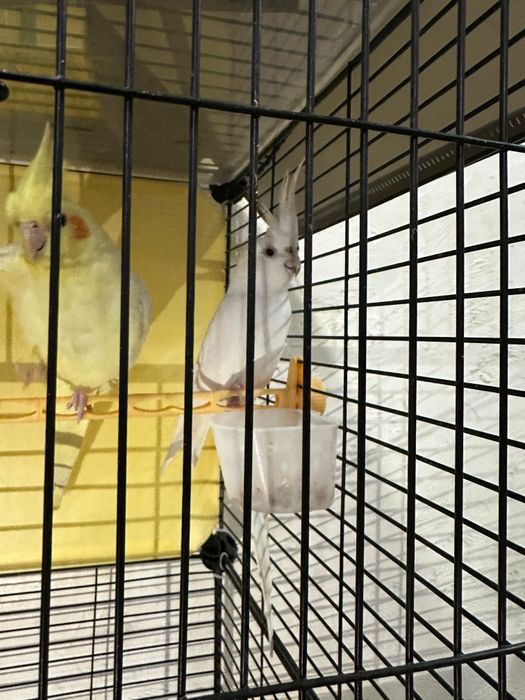 Птица папугай домашний