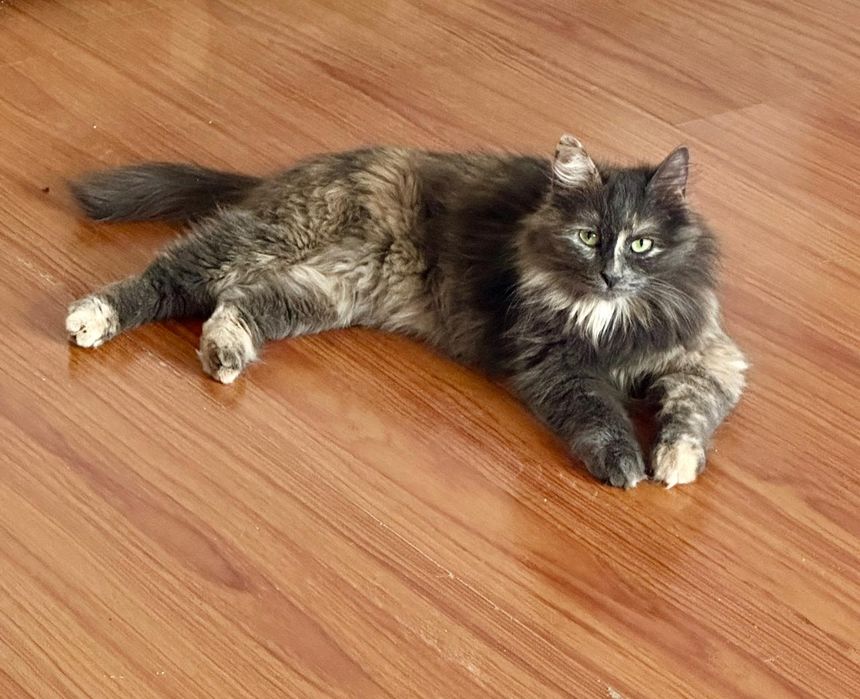 Отдам В добрые руки