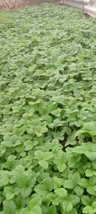 Клубника рассада